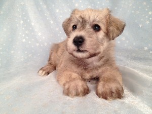 Private Schnoodle Breeder Located near the Iowa Minnesota Border 2012